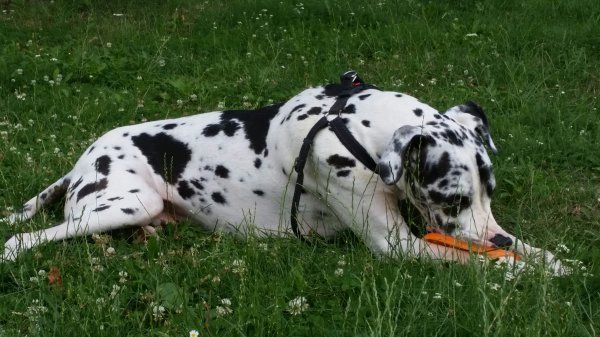 Scooby je bio 'pas s greškom' pa ga se vlasnik htio riješiti, no srećom spasio ga je Slaven  