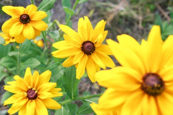 Rudbekije