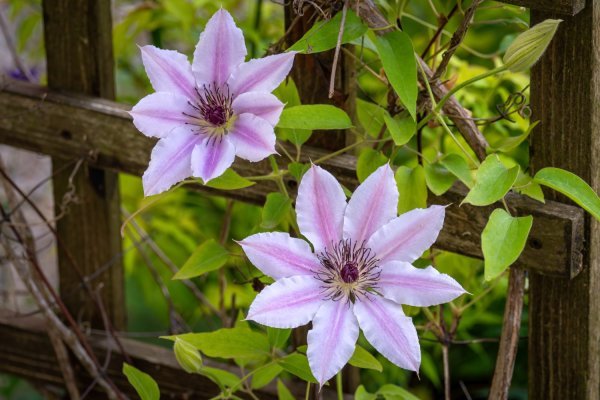 Klematis