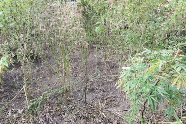 70-godišnjak odveo policiju na plantažu gdje je uzgajao drogu