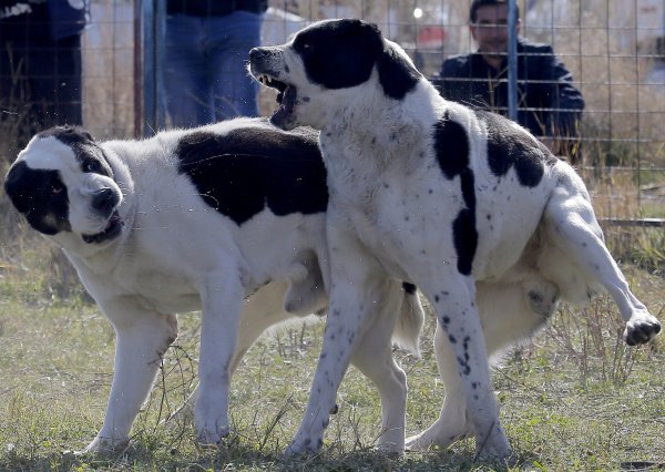 Psi istrčali iz dvorišta i napali prolaznika