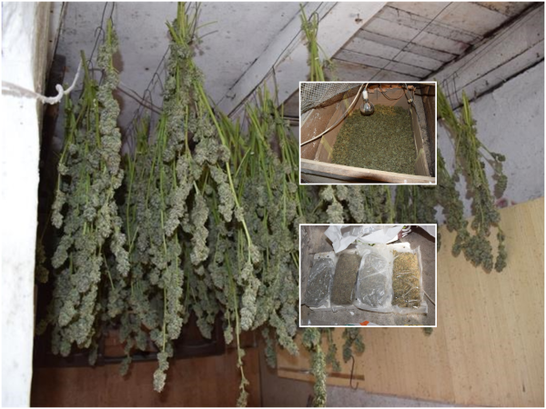 Policija kod 60-godišnjaka pronašla 'brdo' droge: Zatekli ga na parceli s marihuanom