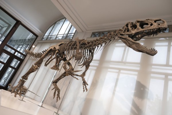 Pravi spektakl: Tisuće otisaka dinosaura pronađeno na alpskim liticama u Italiji
