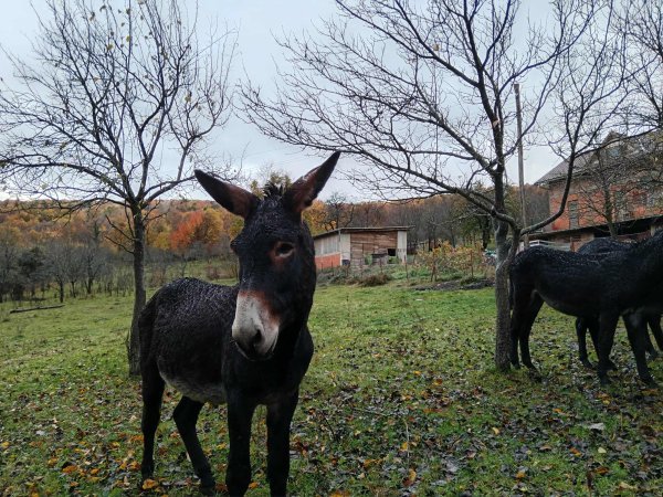 Magarci su pitomi, a ovaj je ljepotan k tome rado pozirao pred kamerom