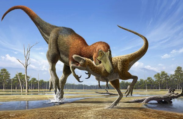 Nanotiranus napada mladog tiranosaura, ilustracija