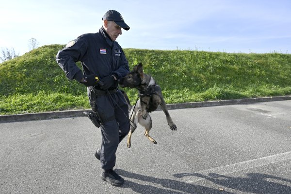 Za učenje naredbi ključno je razviti odličan odnos između psa i čovjeka