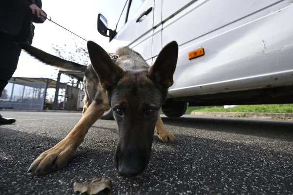 Don je jedan od mladih pasa na obuci za carinsku službu