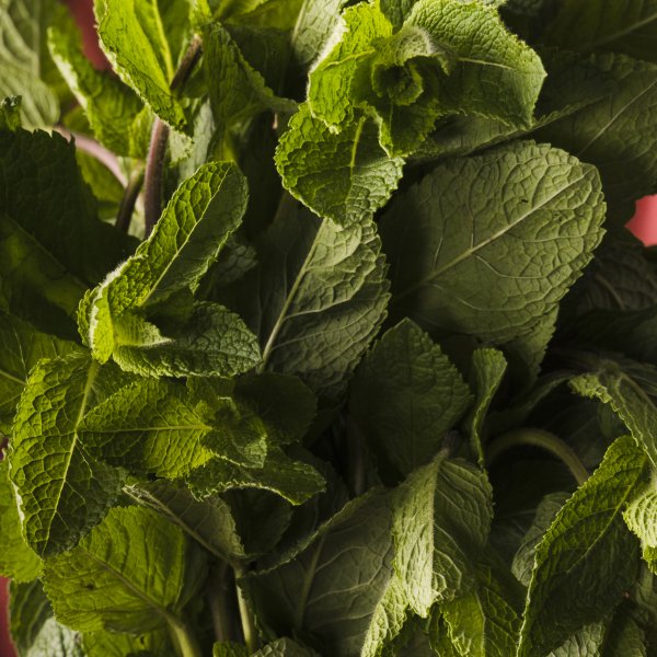 Paprena menta ima snažniji, papreni udar i karakterističan osjećaj hlađenja, dok je metvica blaža, slađa i suptilnija.