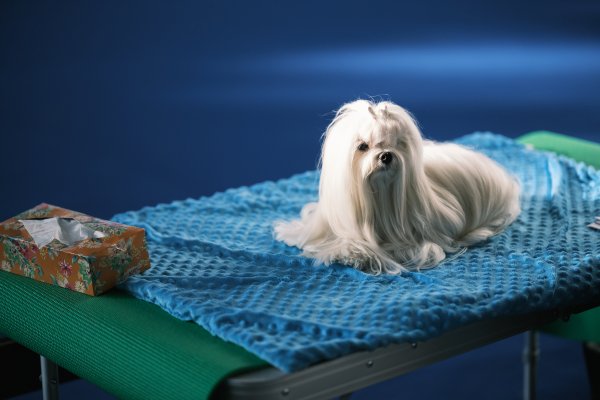 Izložba pasa Zagreb Winter Classic Dog Show