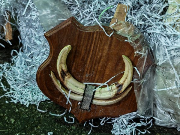 Kljove (najvjerojatnije) bradavičaste svinje