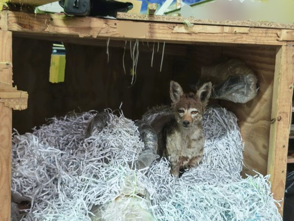 Ako baš želite prepariranog afričkog vuka, može, ali ne zaboravite CITES dozvolu