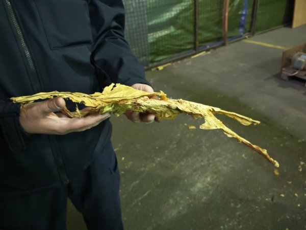 Lišće duhana - šverceri ga nisu uspjeli prošvercati