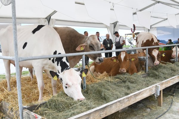 Proizvođači priželjkuju najavljenu izgradnju Centra za meso u Križevcima: 'Industrija je obezglavljena'