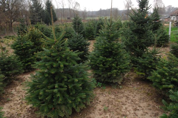 Uvoz božićnih drvaca eksplodirao za nevjerojatnih 70 posto, najviše iz Danske i Mađarske