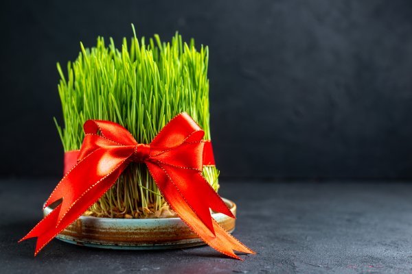 Danas slavimo svetu Luciju: Znate li zašto baš na ovaj dan sijemo pšenicu?