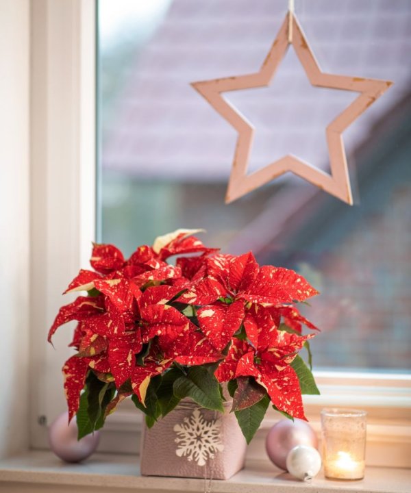 Božićna zvijezda