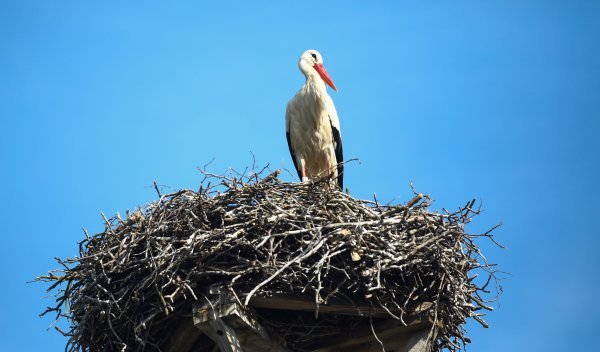 Ptičja gripa hara Španjolskom, uginule stotine roda