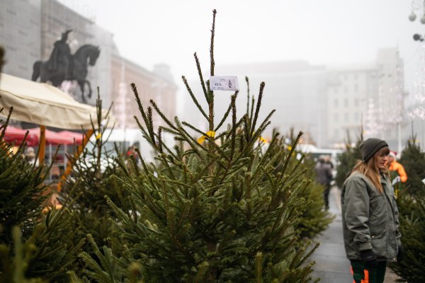U centru Zagreba prodaju se božićna drvca, iza svega stoji humani motiv
