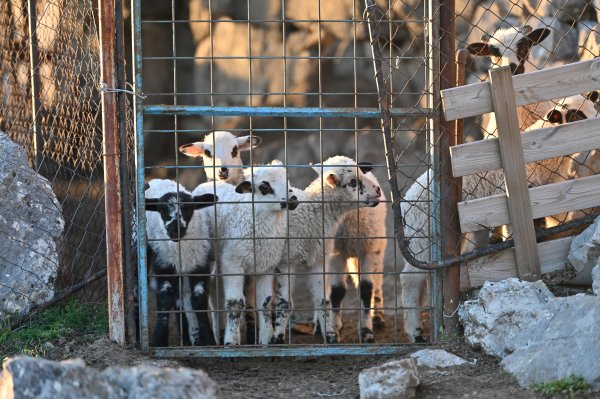 U Hrvatskoj po prvi put potvrđena kuga malih preživača