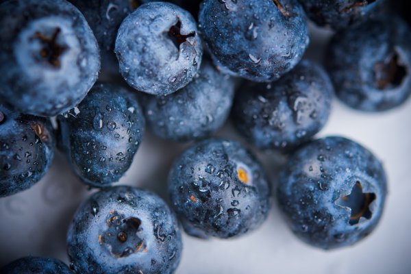 Zamrzavanje svježe ubranih borovnica omogućava dugotrajno očuvanje njihove nutritivne vrijednosti