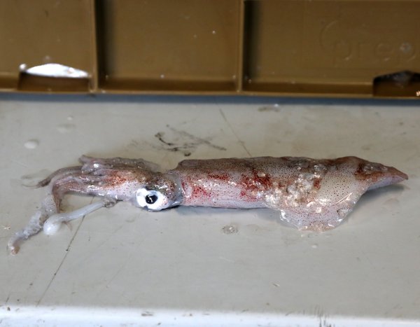 Budite oprezni glede badnjeg ručka: Povlače se lignje zbog 'povećane' količine kadmija