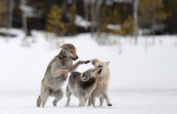 Vukovi na granici Finske i Rusije