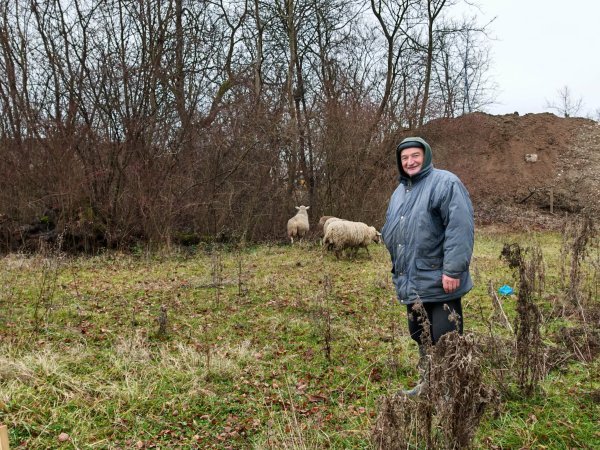 Zdravko Petrović prati svoje ovce na ispašu
