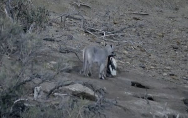 Pume u Argentini pronašle novu poslasticu: Znanstvenici istražili kako im to utječe na ponašanje