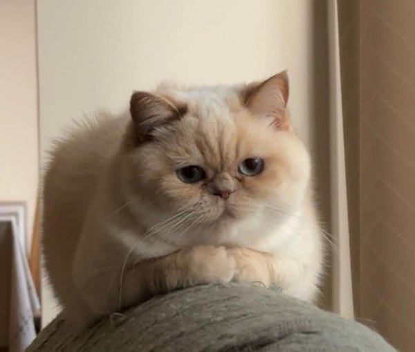 Mačka Melisa heroj je Irinine priče