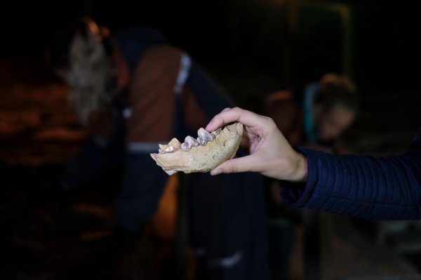 Ostaci kostiju Denisovca