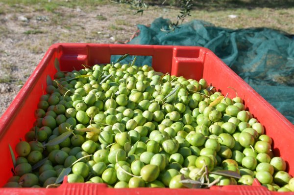 Većina maslina se uvozi (ilustracija)