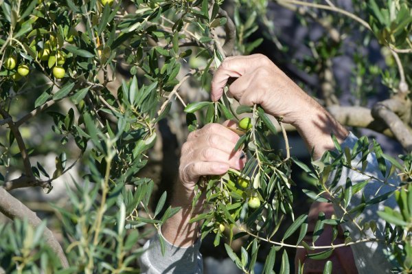Domaći maslinari uglavnom nisu zastupljeni u velikim trgovačkim centrima (ilustracija)