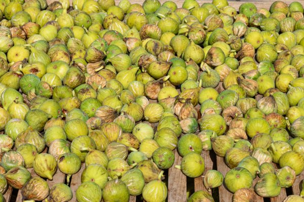 Varali s nasadima smokve, pa osuđeni na rad za opće dobro