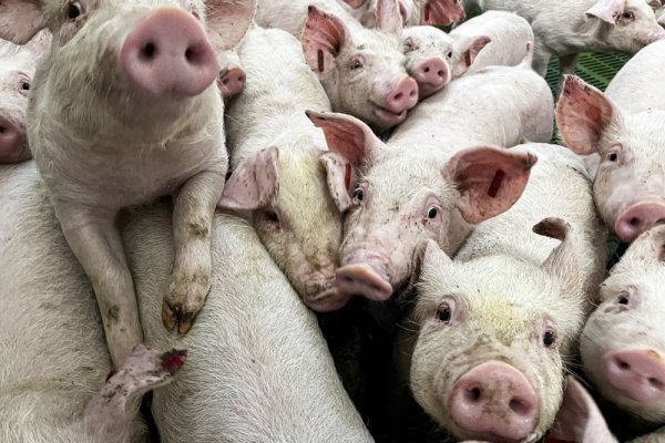 Ministarstvo poljoprivrede poslalo apel: Zbog afričke svinjske kuge zabranjen ulaz na farme