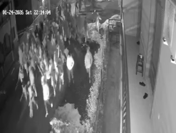 Objavljena snimka torcidaša s palicama: Nakon ovog je uslijedio kaos i napad na Delije