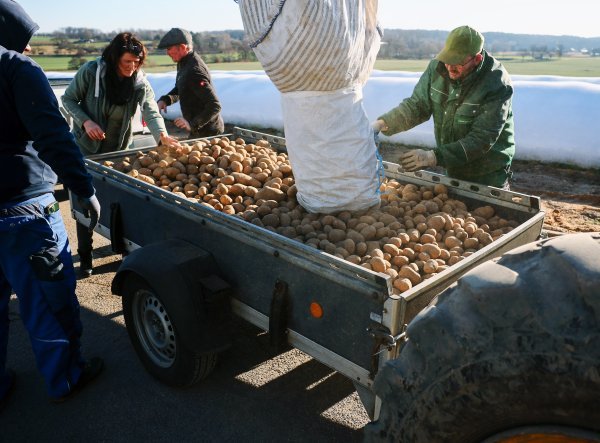 Višak krumpira u Njemačkoj