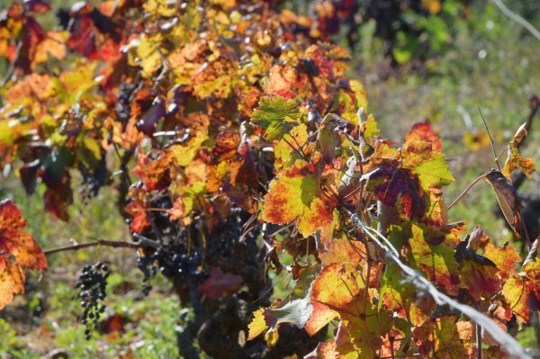 Vinograd - ilustracija