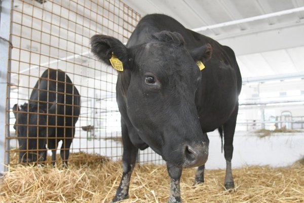 Govedina će biti osjetljivi poljoprivredni proizvod kako bi se umirili europski farmeri - Ilustracija