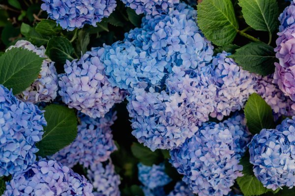 Blago kiselo tlo rezultirat će plavim cvjetovima