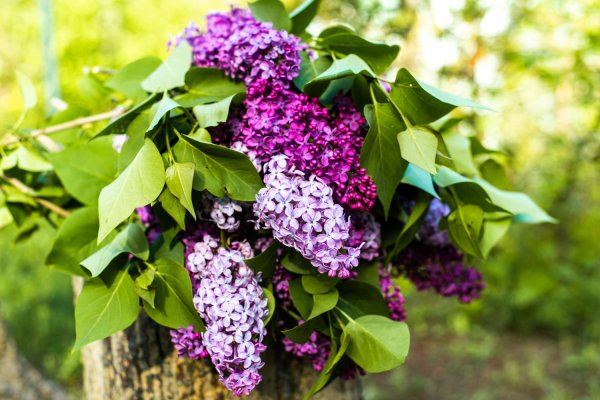 Jedan rez u veljači čini čuda: Ovako ćete natjerati omiljeni grm da 'poludi' od cvjetova cijelo ljeto