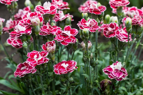 Dianthus