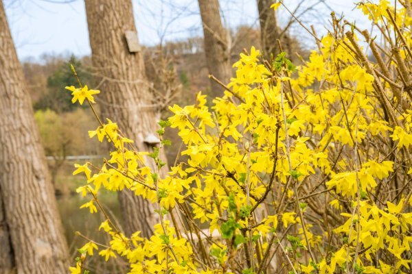 Forzicija je česta u mnogim vrtovima.