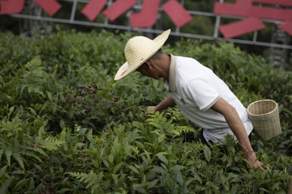 Kina ulaže u sektor čaja: Vrijednost lanca dosegnuti će 216 milijardi dolara