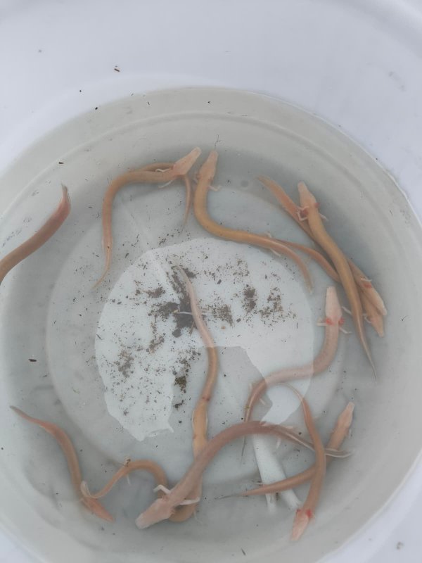 Zagrebački ZOO jedini na svijetu ima ove životinje: Ovako je tekla akcija spašavanja iz Cetinske krajine