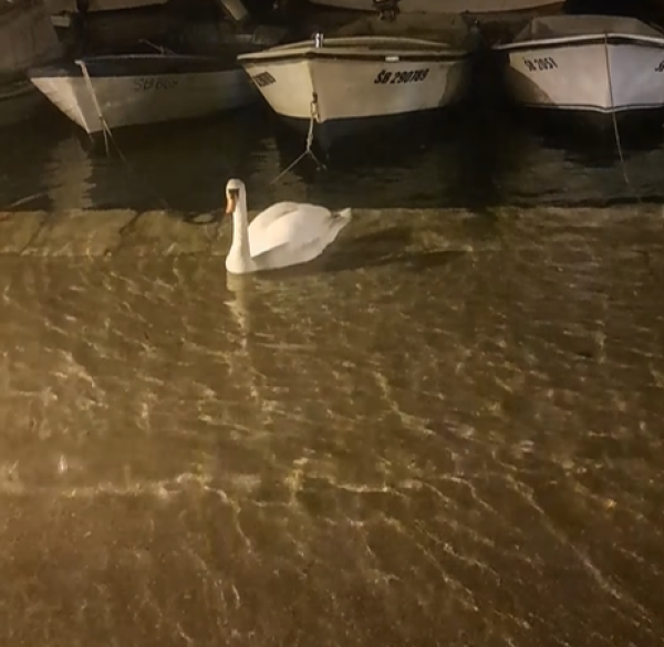 Jako jugo poplavilo i Šibenik: Širi se snimka labuda koji pliva na cesti