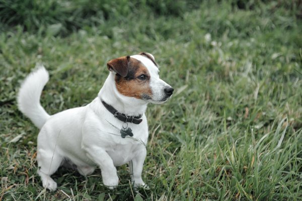 Iako ga se možda ne preporučuje kao idealnog obiteljskog psa, on to svakako može postati 