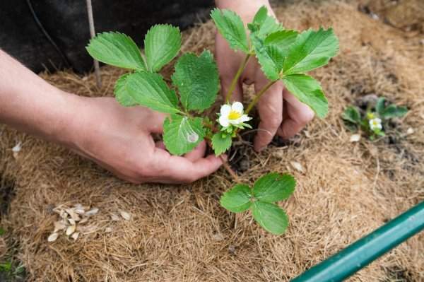 Za sjetvu koristite plitke posudice s laganim, dobro dreniranim supstratom za sjetvu