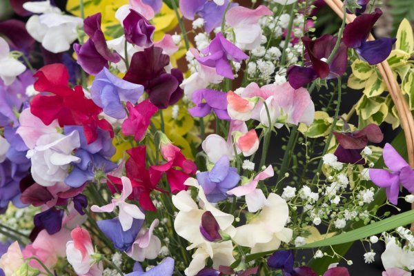 Ova mirisna penjačica bila je hit u devedesetima, a sad se vraća u sve više vrtova