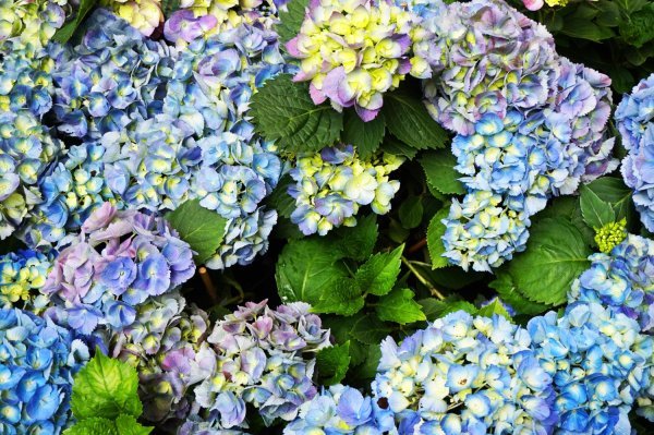 Krupnolisne hortenzije, najčešće u hrvatskim ukrasnim vrtovima, traže puno više opreza