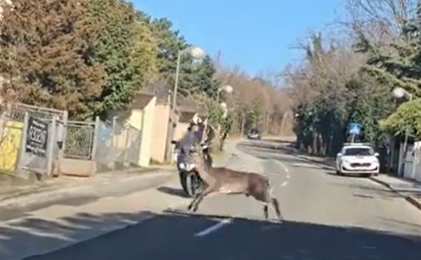 VIDEO: Pogledajte najneobičniji sudar nasred Pantovčaka, sve se odvilo pred očima policije